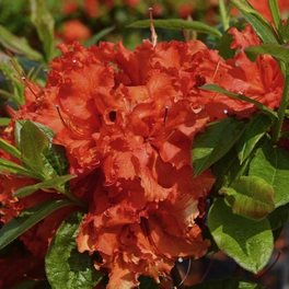 Pontische Azalee, Rhododendron luteum »Royal Command«, orange, Höhe: 30 - 40 cm