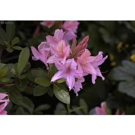 Pontische Azalee, Rhododendron luteum »Soir de Paris«, rosa, Höhe: 30 - 40 cm