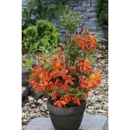Pontische Azalee, Rhododendron luteum »Sunny Boy«, rot/orange, Höhe: 30 - 40 cm