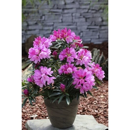 Pontische Azalee, Rhododendron ponticum »Graziella«, rosa, Höhe: 30 - 40 cm