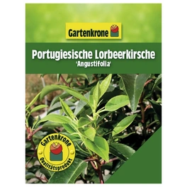 Portugiesische Lorbeerkirsche, Prunus lusitanica »Angustifolia«, Blätter: grün, Blüten: weiß