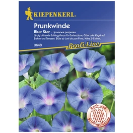 Prunkwinde, Ipomoea purpurea, Samen, Blüte: blau