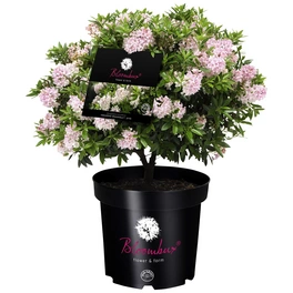 Rhododendron 'Bloombux', , rosa/pink, Höhe: 40 - 45 cm