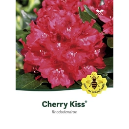 Rhododendron »Cherry Kiss«, rot, Höhe: 30 - 40 cm