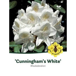 Rhododendron »Cunningham's White«, weiß, Höhe: 40 - 50 cm