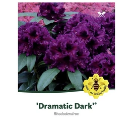 Rhododendron »Dramatic Dark «, violett, Höhe: 30 - 40 cm