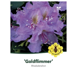 Rhododendron »Goldflimmer«, lila, Höhe: 30 - 40 cm