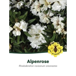 Rhododendron/großblumige Alpenrose, Rhododendron roxieanum oreonastes, weiß, Höhe: 30 - 40 cm