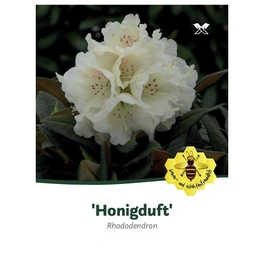 Rhododendron »Honigduft«, weiß, Höhe: 30 - 40 cm