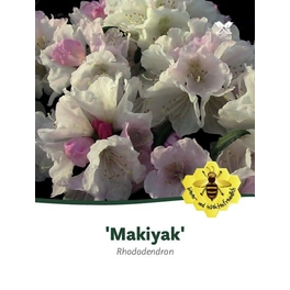 Rhododendron makinoi »Makiyak«, weiß/rosa, Höhe: 30 - 40 cm