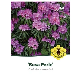 Rhododendron makinoi »Rosa Perle«, rosa, Höhe: 30 - 40 cm