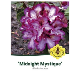 Rhododendron »Midnight Mystique«, rot/weiß, Höhe: 30 - 40 cm