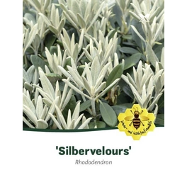 Rhododendron pachysanthum »Silbervelour«, weiß/rosa, Höhe: 30 - 40 cm