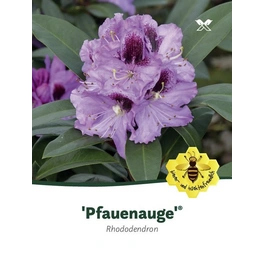 Rhododendron »Pfauenauge«, flieder, Höhe: 30 - 40 cm