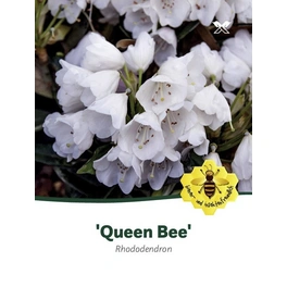 Rhododendron »Queen Bee«, weiß, Höhe: 30 - 40 cm