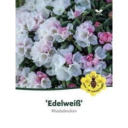 Rhododendron yakushimanum »Edelweiß«, weiß, Höhe: 30 - 40 cm