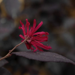 Riemenblume, Loropetalum chinense »Ever Red«, Blüte: rot