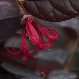 Riemenblume, Loropetalum chinense »Pipas Red«, Blüte: rosa/pink
