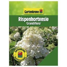 Rispenhortensie, Hydrangea paniculata »Grandiflora«, creme