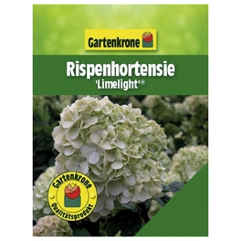 Rispenhortensie, Hydrangea paniculata »Limelight«, creme