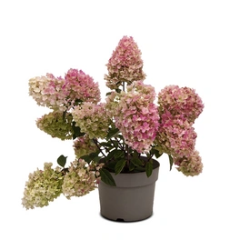 Rispenhortensie, Hydrangea paniculata »Living Little Blossom®«, Blüte: weiß/rosa