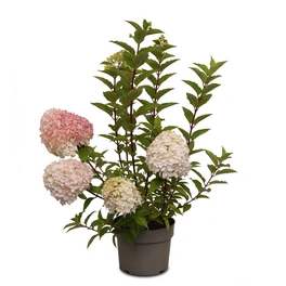 Rispenhortensie, Hydrangea paniculata »Living Pink & Rose®«, Blüte: weiß/rosa