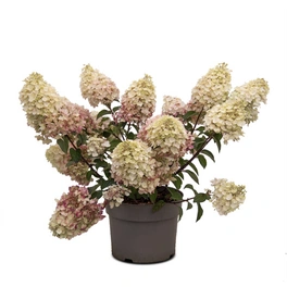 Rispenhortensie, Hydrangea paniculata »Living Pinky Promise®«, Blüte: weiß/rosa