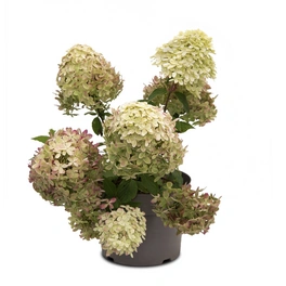 Rispenhortensie, Hydrangea paniculata »Living Royal Flower®«, Blüte: weiß/rosa