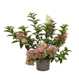 Rispenhortensie, Hydrangea paniculata »Living Strawberry Blossom®«, Blüte: weiß/rosa