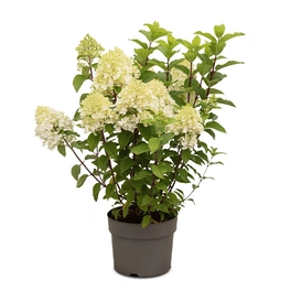Rispenhortensie, Hydrangea paniculata »Living Sugar Rush®«, Blüte: weiß
