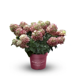 Rispenhortensie, Hydrangea paniculata »Pinklight®«, Blüte: rosa