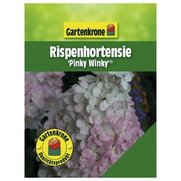 Rispenhortensie, Hydrangea paniculata »Pinky Winky«, creme