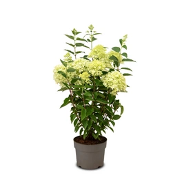 Rispenhortensie 'Limelight', paniculata, Topf: 25 cm, Blüten: weiß