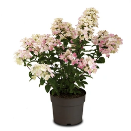 Rispenhortensie 'Magical Fire'®, paniculata, Topf: 25 cm, Blüten: weiß