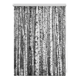 Rollo, ‎‎Klemmfix, 120x150 cm‎‎‎‎, Birken, schwarz weiß