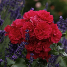 Rose »Gärtnerfreude«