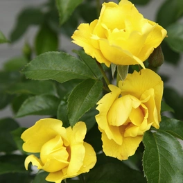 Rose »Lemon Fizz«