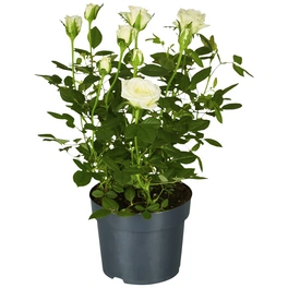 Rose, Rosa hybrid, Blüte: weiß