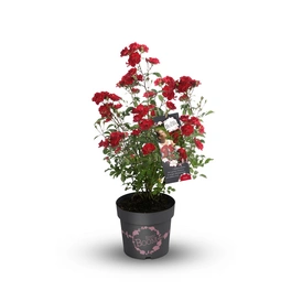 Rose, Rosa hybrida »La Belle Rouge«, max. Wuchshöhe: 160 cm