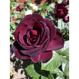 Rose, Rosa hybrida »Paint it Black«, max. Wuchshöhe: 120 cm
