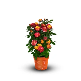 Rose, Rosa hybrida »Planters Punch«, max. Wuchshöhe: 120 cm
