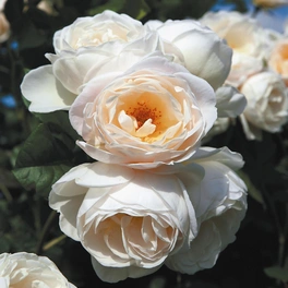 Rose »Uetersener Klosterrose«, Blüte: creme