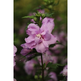 Roseneibisch, Hibiscus syriacus »Lavender Chiffon«, Blätter: grün, Blüten: lila