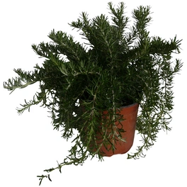 Rosmarin hängend, rosmarinus Salvia, aktuelle Pflanzenhöhe ca.: 25 cm, im Topf