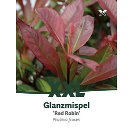 Rote Glanzmispel, Photinia fraseri »Red Robin«, Blätter: grün, Blüten: weiß