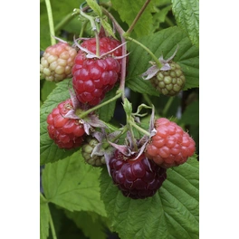 Rote Himbeere, Rubus idaeus »Glen Ample®«, Frucht: rot, zum Verzehr geeignet
