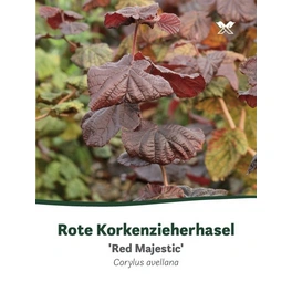 Rote Korkenzieherhasel, Corylus maxima »Red Majestic«, Blätter: rot, Blüten: rot