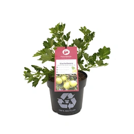 Rote Stachelbeere, Ribes uva-crispa »Lady Late Easycrisp«, max. Wuchshöhe: 150 cm