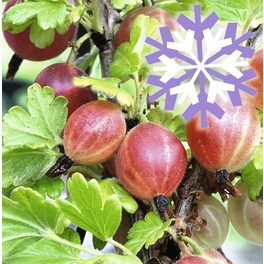 Rote Stachelbeere, Ribes uva-crispa »Polar Fruits®«, Frucht: rot, zum Verzehr geeignet