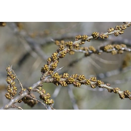 Sanddorn, männlich, Hippophae rhamnoides »Pollmix«, Blätter: grün, Blüten: grün/braun
